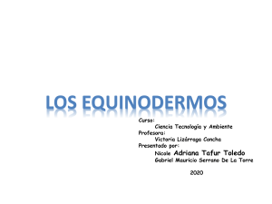 equinodermos (1)