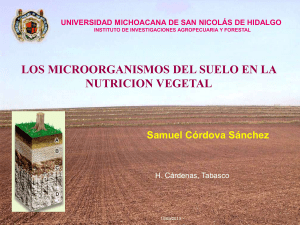 microorganismosdelsuelo-130513214147-phpapp01