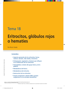 Eritrocitos, globulos rojos y hematíes