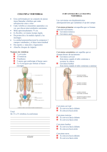 9. Columna vertebral