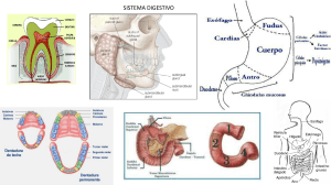 resumenes de anatomia. pdf