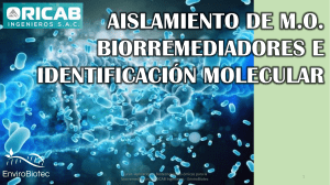 AISLAMIENTO DE MICROORGANISMOS E IDENTIFICACION MOLECULAR 
