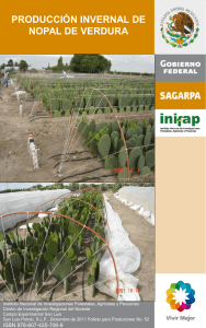 Cultivo nopal