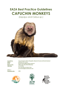 Best-Practice-Guideline-Capuchins2