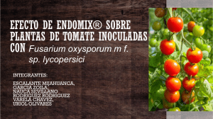 Efecto de Endomix® sobre plantas de tomate (2)