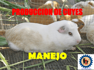 PRODUCCION DE CUYES - MANEJO