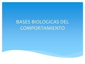 basesbiologicasdelcomportamiento-ejecutivo