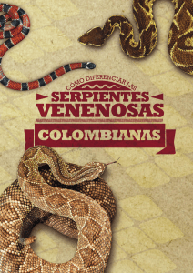 COMO DIFERENCIAR SERPIENTES VENENOSAS COLOMBIANAS33