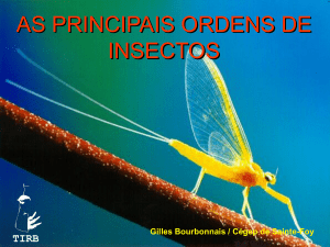 ordens de insectos (1)