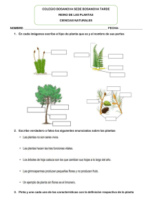 clasificacion plantas grado 4