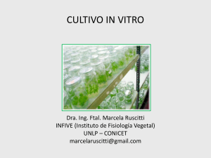 cultivo in vitro 2021