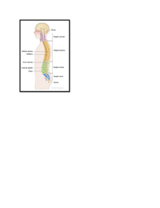 columna vertebral