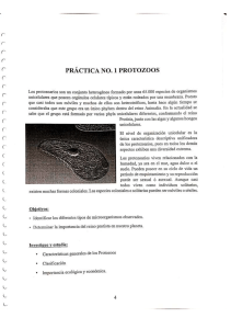 Practica Protozoos, 1100155