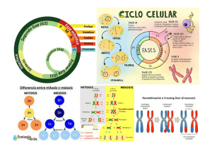 Resumen Ciclo Celular