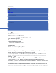 pdf-la-gallina-jose-narragansett compress