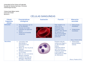 Celulas-Sanguineas
