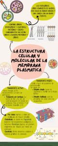La estructura celular y Molecular de la MEMBRANA plasmática
