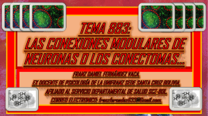 TEMA 883. DESARROLLO DE CONEXIONES MODULARES DE NEURONAS. copia