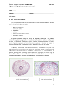 P2 Histologia Vegetal -Biología Alimentaria- 2020-2021 c07b09cf354c7dcc801898db64363df3