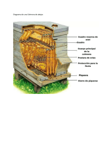 Diagrama de una Colmena de abejas