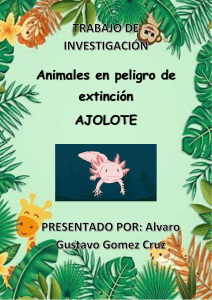 AJOLOTE