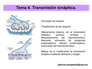 4 -TEMA4-TransmisiónSináptica (1)