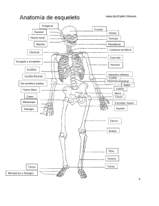 Anatomia esqueleto