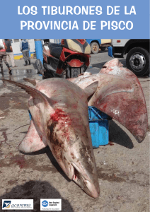 Los Tiburones de la Provincia de Pisco-ACOREMA-2014