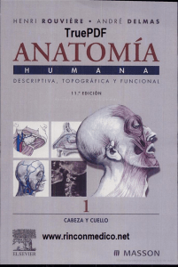 Anatomia Humana Descriptiva Topografica Funcional ROUVIERE DELMAS TOMO1 rinconmedico.net