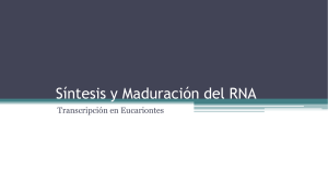 Síntesis y maduración del RNA