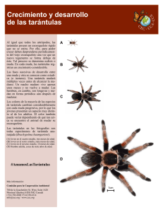 tarantula-growth-and-development-for-educators-es (1)