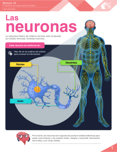 M16 S3 Las neuronas PDF interactivo