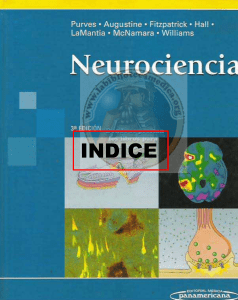 Dale Purves - Neurociencia (2007, Panamericana Editorial) - libgen.li