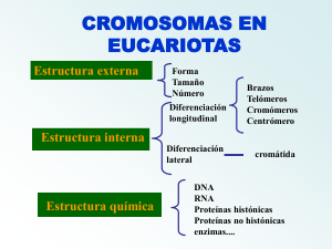 Semana 03 Cromosomas Eucariotas
