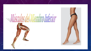 Tren inferior Musculos