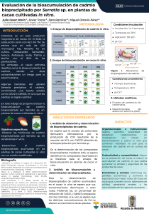Evaluación de la bioacumulación de cadmio bioprecipitado por Serratia sp. en plantas de cacao cultivadas in vitro..pptx