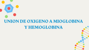union de oxigeno a mioglobina y hemoglobina