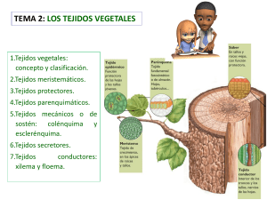 Tema 2-Los tejidos vegetales