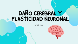 presentacion neuroanatomia cap10