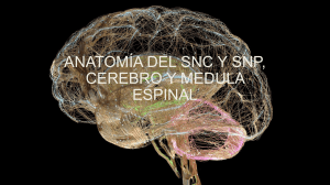 Anatomía y fisiología del SNC y SNP