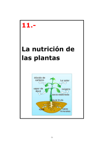 TEMA 11. LA NUTRICIÓN DE LAS PLANTAS
