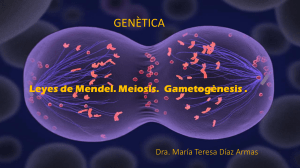 2. GAMETOGÈNESIS