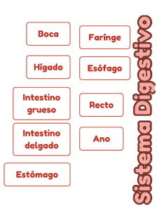 SISTEMA DIGESTIVO