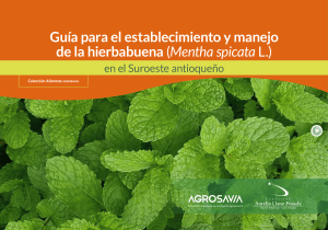 Guía de Cultivo de Hierbabuena: Suroeste Antioquia