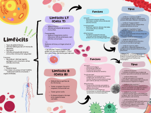 Limfòcits (1)