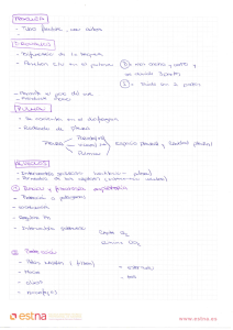 Respiratory System Notes: Trachea, Bronchi, Lungs, Alveoli