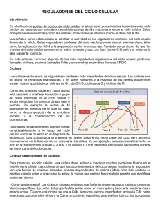 Reguladores del Ciclo Celular: Ciclinas, Cdks y APC/C