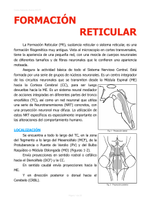 Formación Reticular: Anatomía, Función y Conexiones