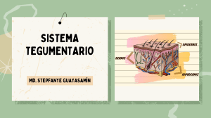 Sistema Tegumentario: Estructura y Fisiología de la Piel