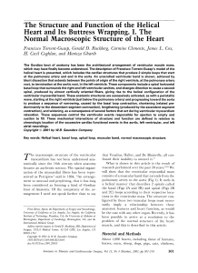 Helical Heart Structure & Function: Macroscopic Anatomy